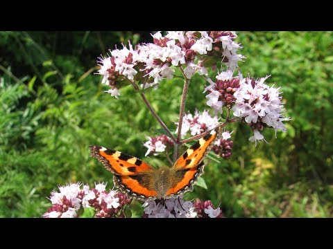 עשב אריכות ימים בגינה שלך - אורגנו (Oríganum vulgáre) תכונות שימושיות, יישום