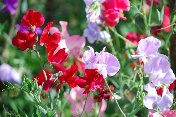 Planten blomstrer lenge og mister ikke attraktiviteten.