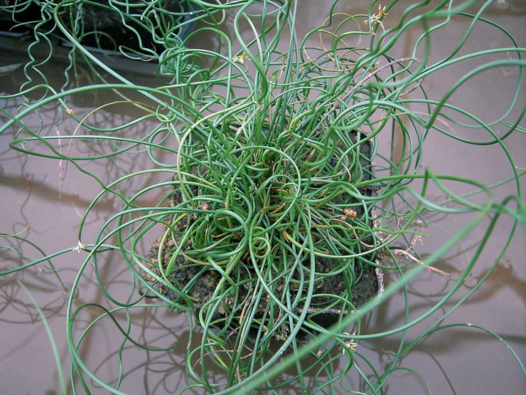 Juncus (Sitnik)