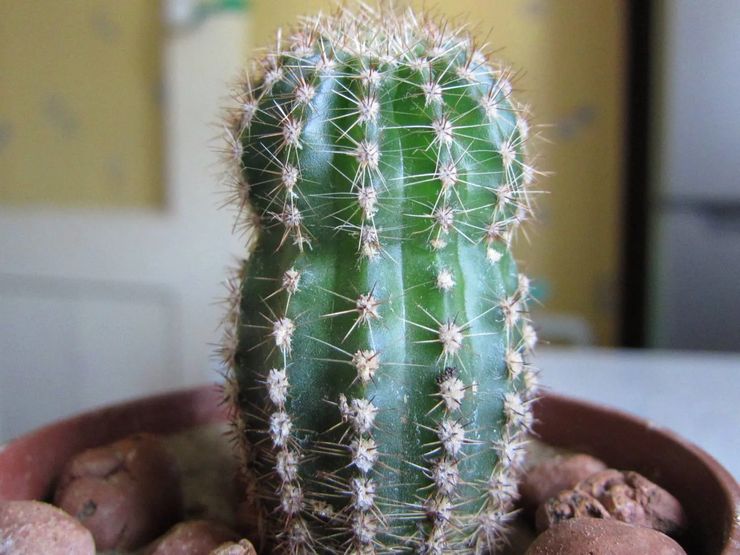 Kaktus-Echinopsis