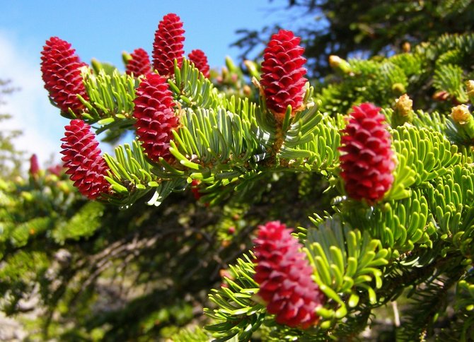 Ayan smrk. Foto a popis odrůd. Picea jezoensis