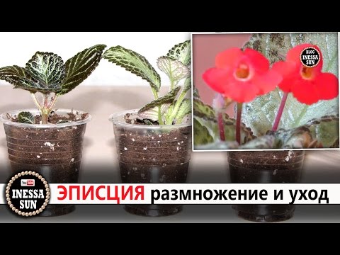 Episode. Reproduksjon og omsorg. Episcia.