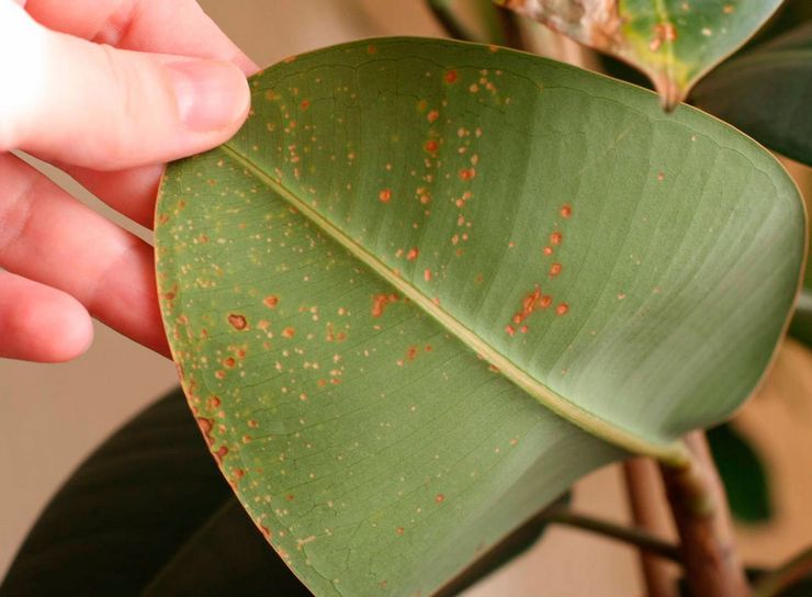 Krankheiten und mögliche Schwierigkeiten des elastischen Ficus