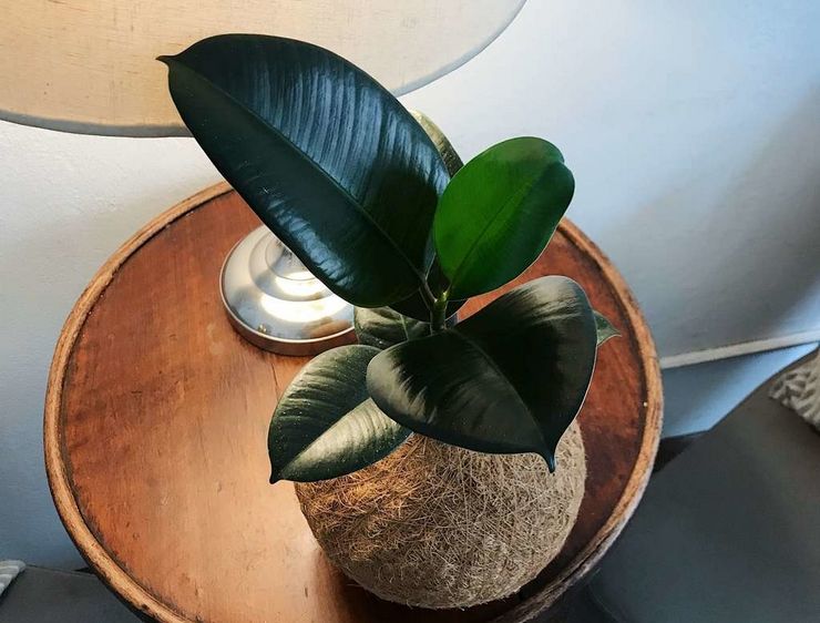 Nutzen und Schaden von Ficus elastica