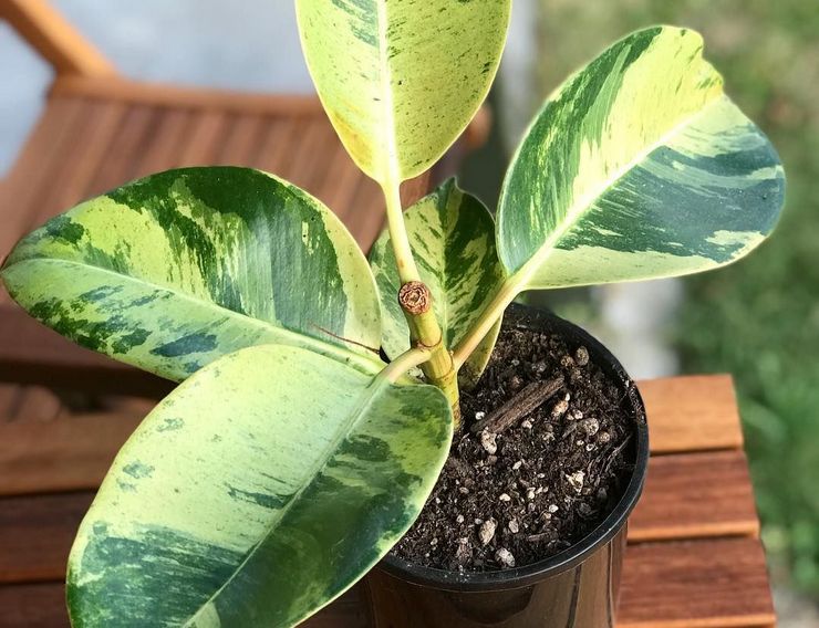 Ficus elastische