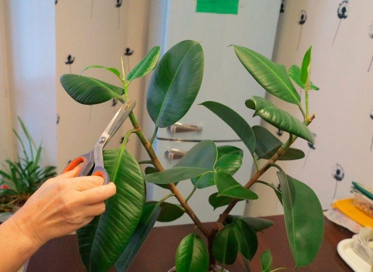 Beschneiden von Ficus elastica