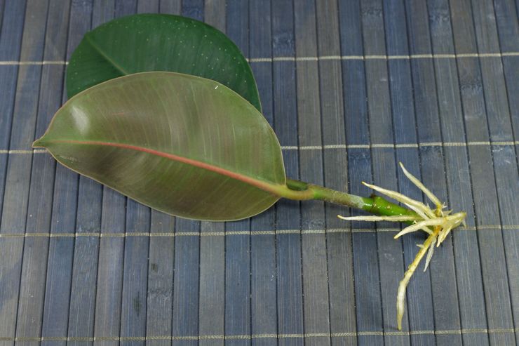 Reproduktionsmethoden für Ficus elastica