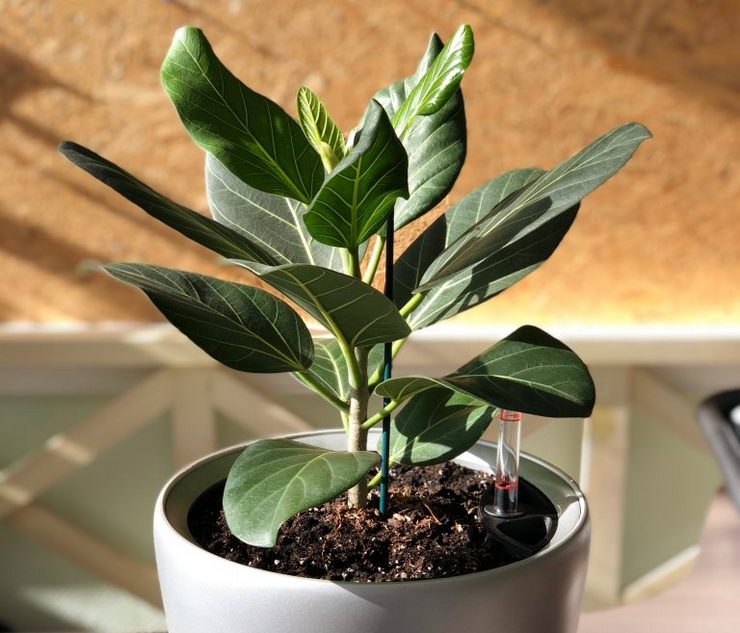 Pflege des heiligen Ficus zu Hause