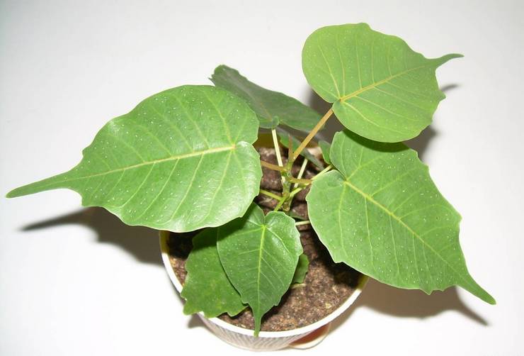 Top-Dressing aus heiligem Ficus