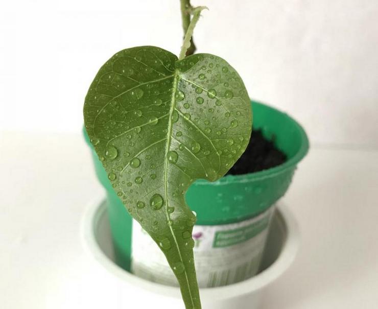 Reproduktionsmethoden des heiligen Ficus