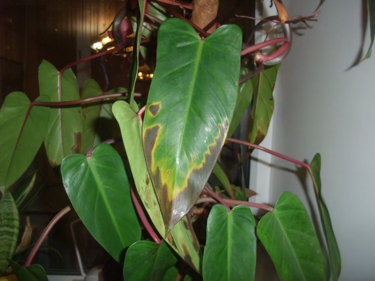 Philodendron-Schädlinge und -Krankheiten