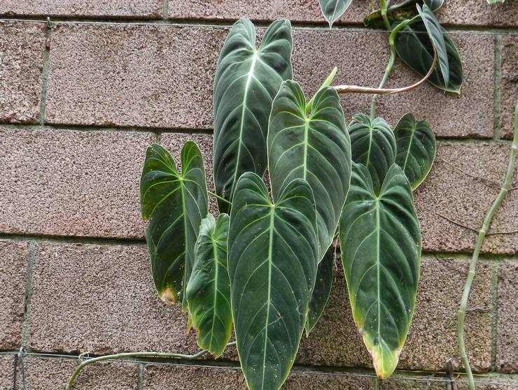 Philodendron goldschwarz