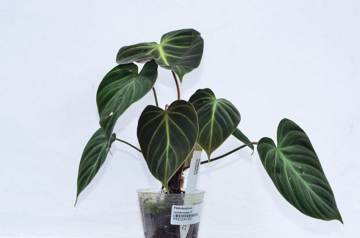 Philodendron warzig