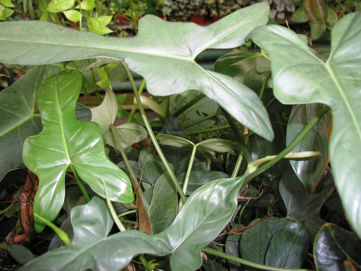 Philodendron-Gitarre