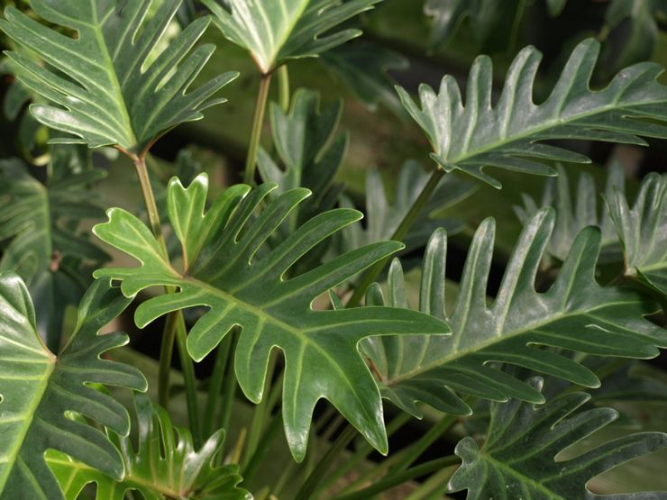 Philodendron doppelt gefiedert