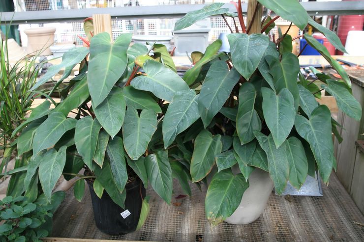 Philodendron errötet