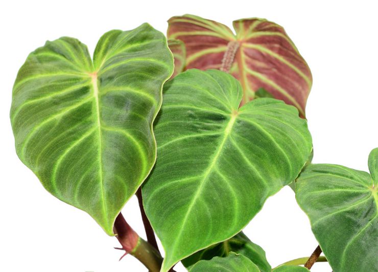 Beschreibung des Philodendrons