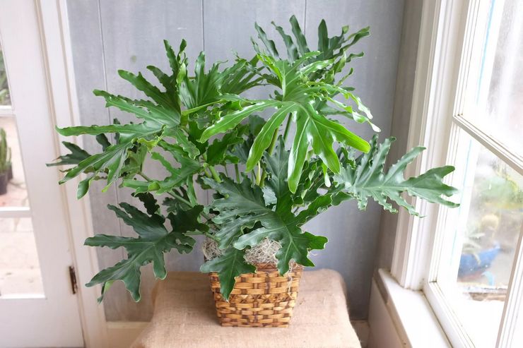 Einen Philodendron zu Hause pflegen