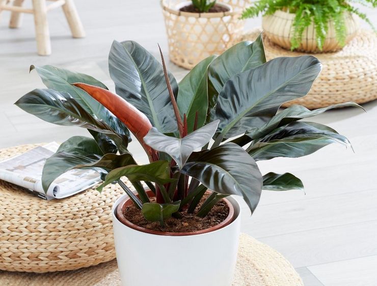 Bewässerung des Philodendrons