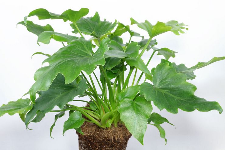 Boden für den Anbau von Philodendron