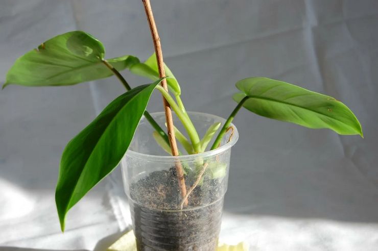 Philodendron schneiden