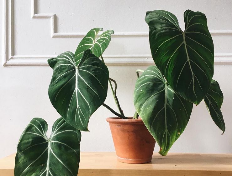 Philodendron-Pflanze