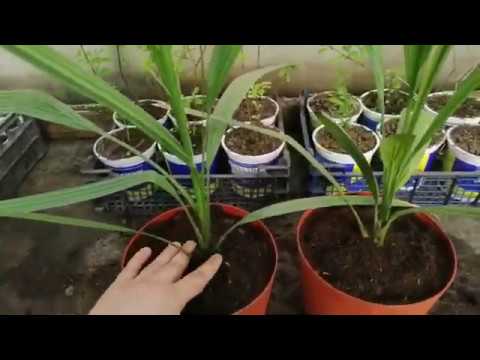 תמר מזרע: השתלת צמחים צעירים