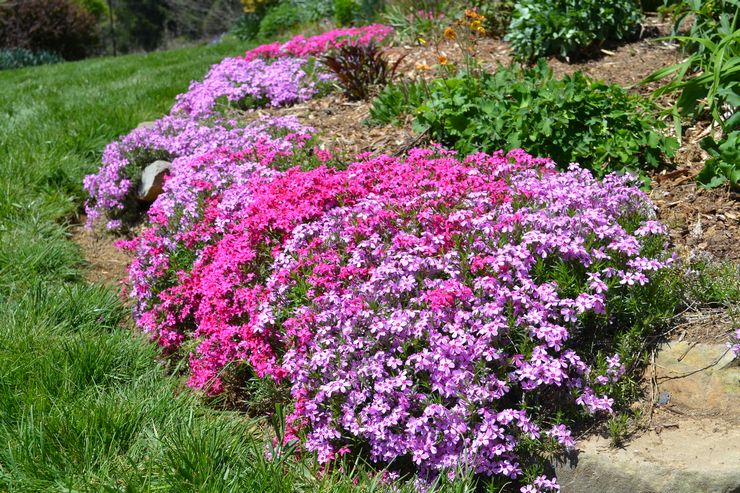 Beschreibung des Phlox-Subulats