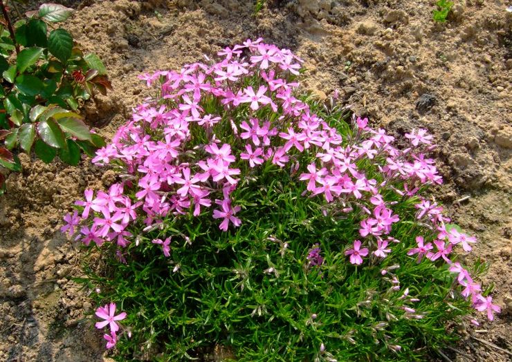 Phlox-Subulat pflanzen