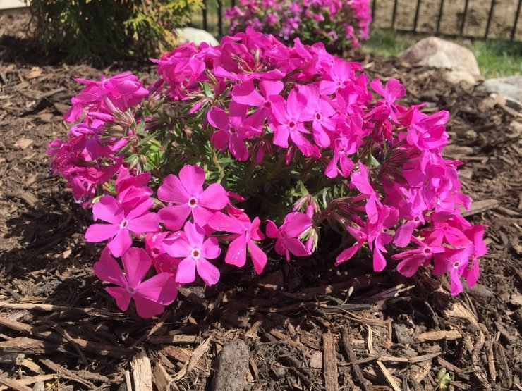 Pflege für Phlox styloid