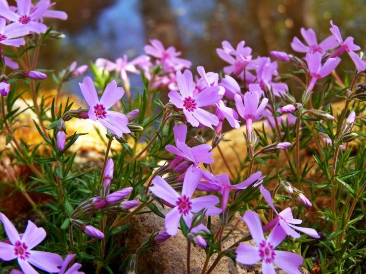 Erkrankungen von Phlox styloide