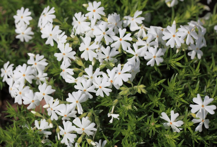 Phlox-Sorten subulate