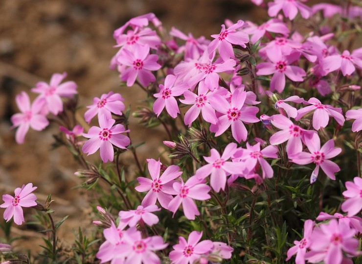 Phlox-Subulat