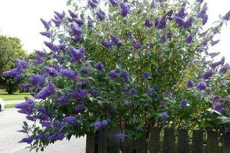 Buddleya David Tento keř kvete na začátku podzimu. Má název „Butterfly Bush“