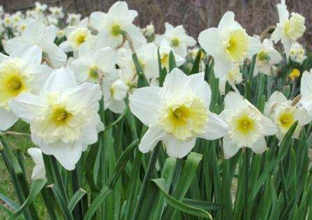 Narcis, fotografie květin