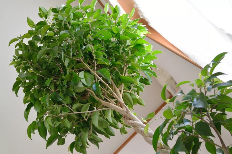 Ficus -muotojen lajikkeet