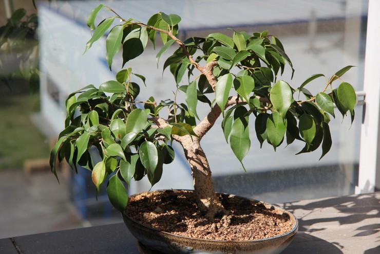Kuinka tehdä ficus bonsai
