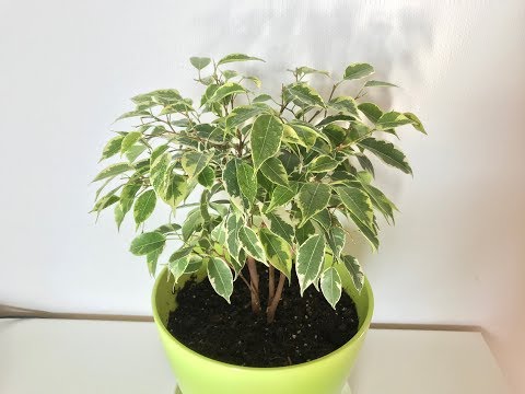 Muotoillut kruunut Ficus Benjamin Kinki. Leikkaaminen ja puristaminen. Ficus benjamina perverssi