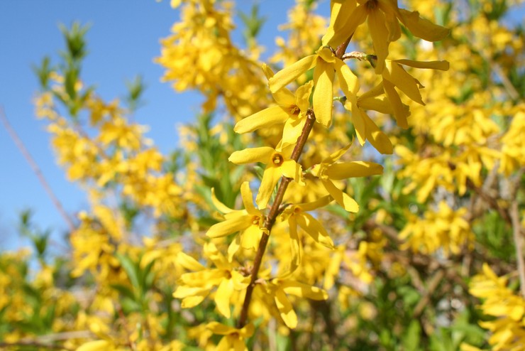 Forsythia - שתילה וטיפול בשטח הפתוח. גידול פורסיתיה, שיטות גידול. תיאור, סוגים. תמונה