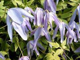 Artagena Franchi. Clematis, frostbeständig, blaue Blüten mit weißer Mitte, Blütenblätter nach unten zeigend.