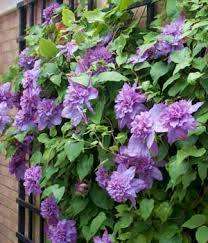 Vyvyan Pennell Clematis-Sorte