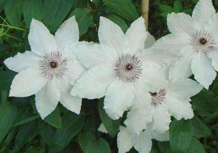 Clematis Lanuginoza ist eine Strauchart mit weißen, blauen und rosa Blüten, die eine Größe von bis zu 20 cm im Durchmesser erreichen.