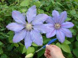 Lawsoniana hat schöne nach oben gerichtete Knospen, violette Blüten und einen dunklen Streifen in der Mitte.