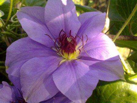 Clematis-Sorten mit Fotos und Beschreibungen