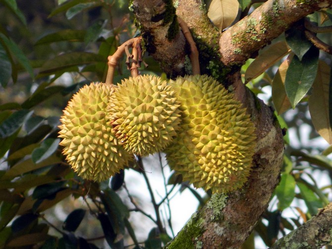 Ovoce durian cibetkové. Fotografie ovoce, kde roste