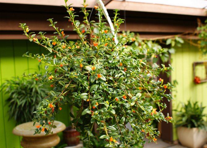 Beliebte Arten von Hypocyrte
