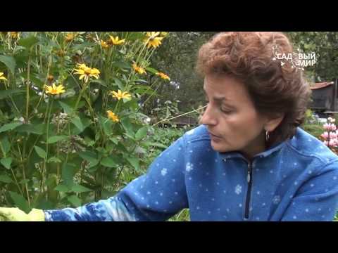 Wie man Gladiolen ausgräbt und lagert .. Website