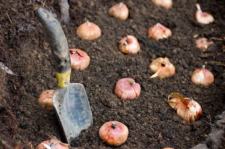 Wie man Gladiolenzwiebeln richtig pflanzt