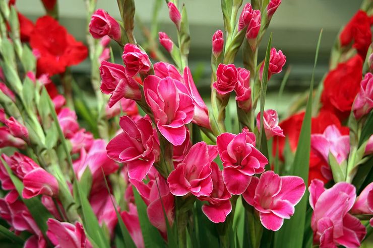 Gladiolenpflege im Freien