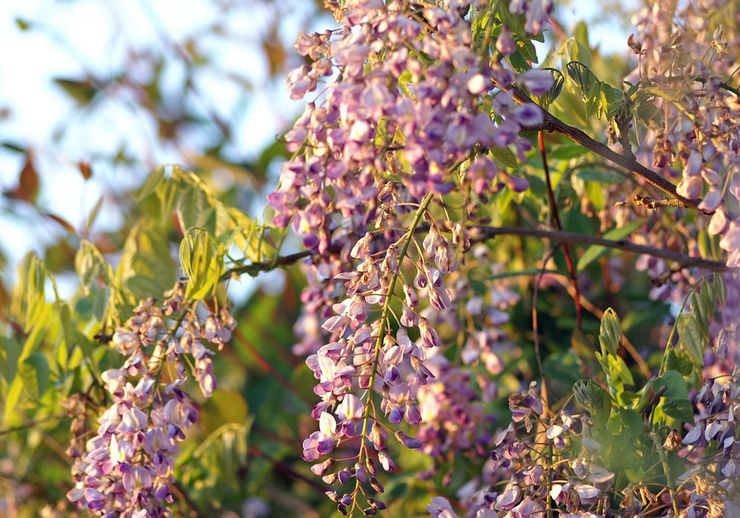Kiinan wisteria